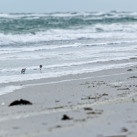 florida - 2022 - spring - 132_DxO