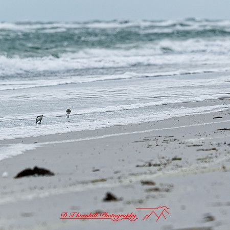 florida - 2022 - spring - 132_DxO