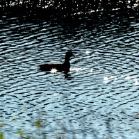 florida - 2022 - spring - 135_DxO