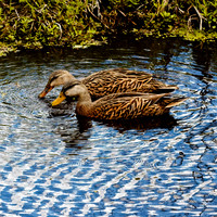 florida - 2022 - spring - 126_DxO