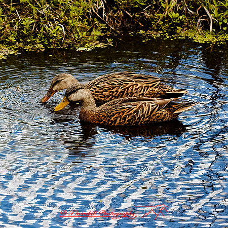 florida - 2022 - spring - 126_DxO