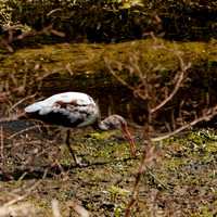 florida - 2022 - spring - 124_DxO
