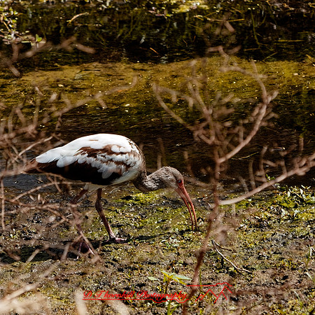 florida - 2022 - spring - 124_DxO