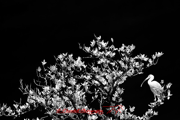 florida-infrared-nature-2011-16-nik