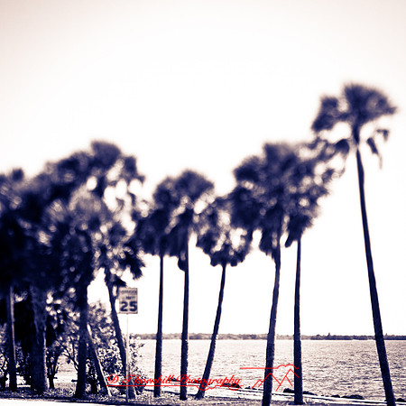 florida-2013-images044