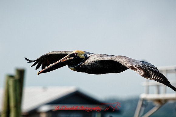 florida - 2022 - spring - 153_DxO