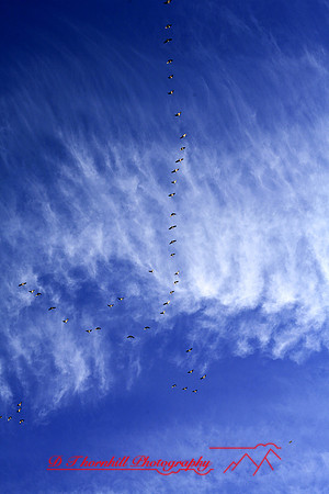 assorted-images-2006_58