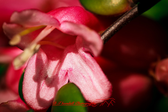 florida-flowers-2011-25-nik