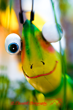 florida-2009-images_08.jpg