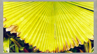 florida-march-2016-iphone-selby-gardens-015