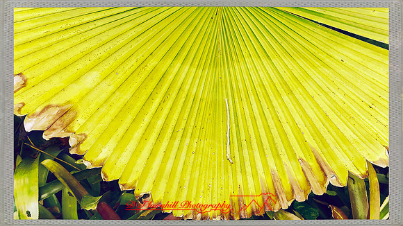 florida-march-2016-iphone-selby-gardens-015
