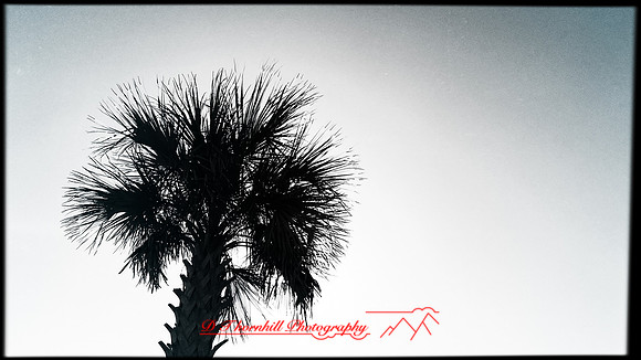 florida-march-2016-iphone-random-013