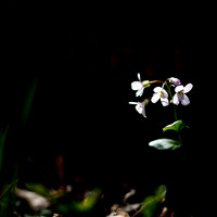shaiawasses-april-2013-19