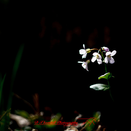 shaiawasses-april-2013-19