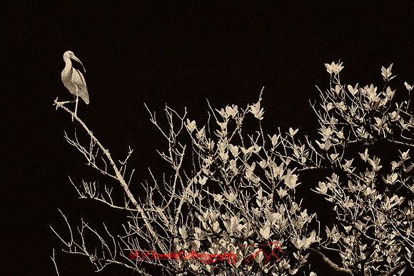 florida-infrared-nature-2011-17-nik