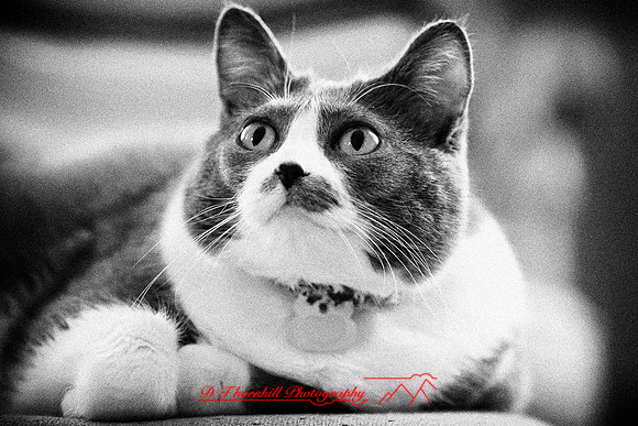 bastet_069-nik
