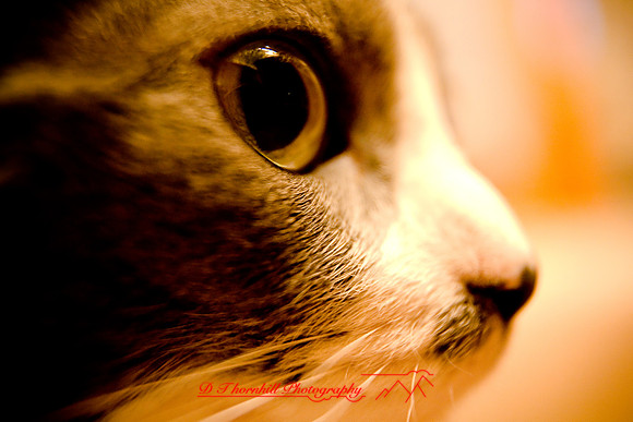 bastet_051