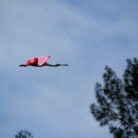 florida - 2022 - spring - 144_DxO