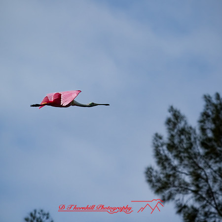 florida - 2022 - spring - 144_DxO