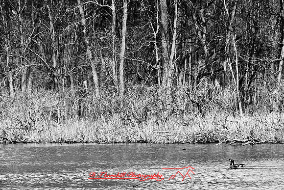 shiawassee-april-2010_09-nik