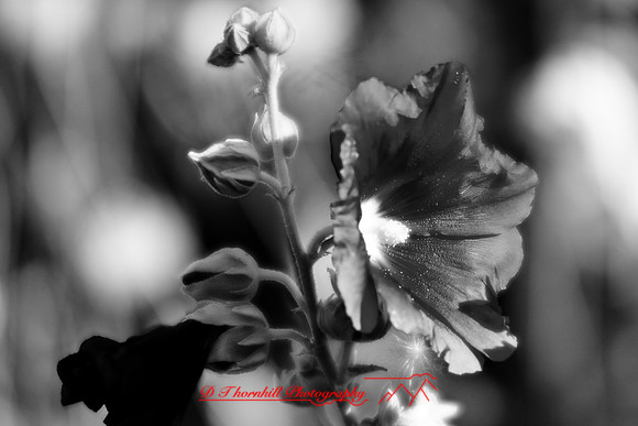 flowers-2008_26.jpg