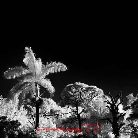 florida-nov-2014-infrared-001-nas