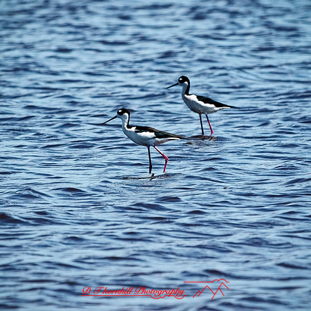 florida - 2022 - spring - 159_DxO