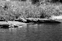 florida - 2022 - spring - 199_DxO