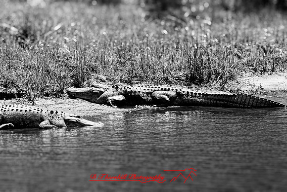 florida - 2022 - spring - 199_DxO