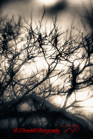 infrared_images-2011-007-nik_HDR