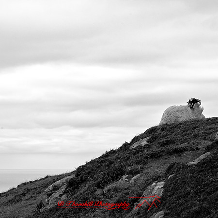 ireland-2013-131-nas