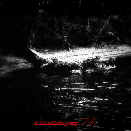 florida - 2022 - spring - 198_DxO-nik-ps-ai
