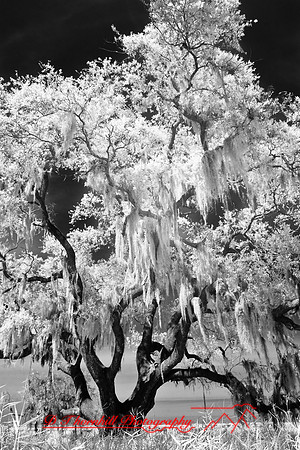florida-2008-nature-infrared_48.jpg