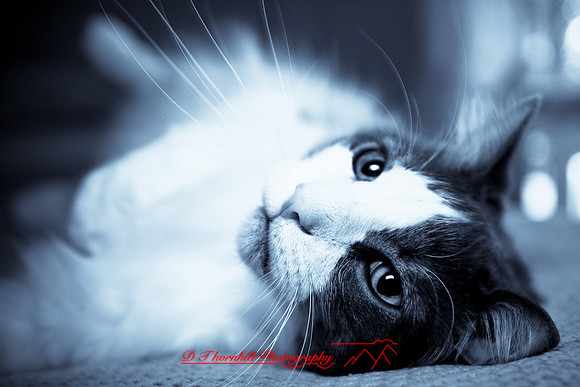 l-m_cats_033.jpg
