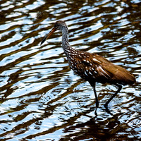 florida - 2022 - spring - 161_DxO