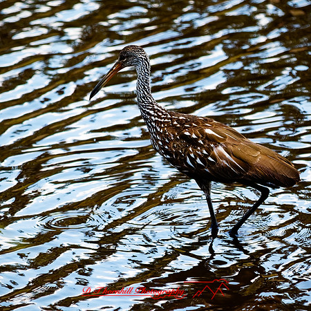 florida - 2022 - spring - 161_DxO