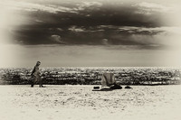 florida-2010-infrared-people_05-nik