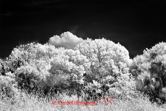 florida-2008-nature-infrared_42.jpg