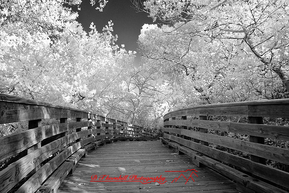 florida-2010-infrared-images_14