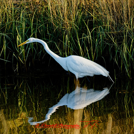 florida - 2022 - spring - 143_DxO