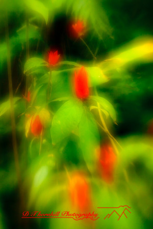 florida-2010-flowers_26