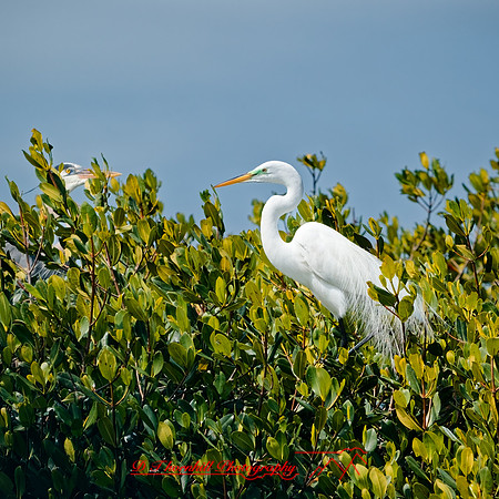 florida - 2022 - spring - 147_DxO