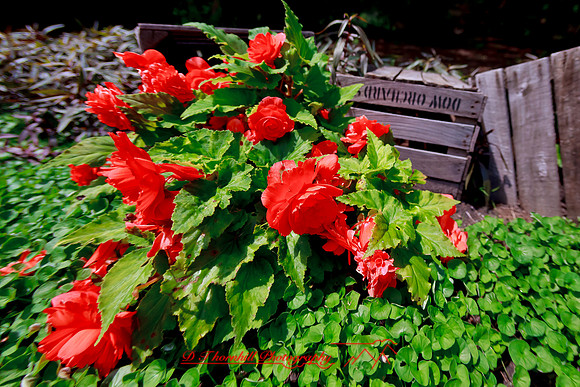 dow-gardens-2010_07