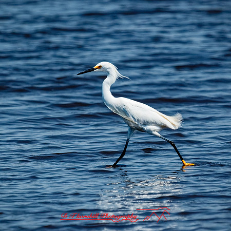florida - 2022 - spring - 156_DxO
