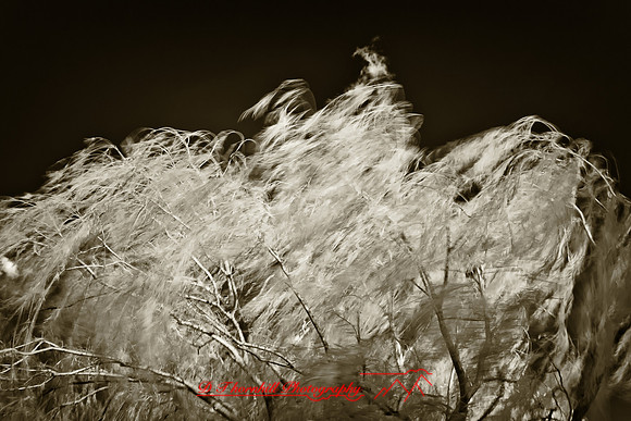 infrared-bay-city-2010-36-nik