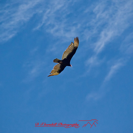 florida - 2022 - spring - 158_DxO