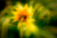florida-2010-flowers_11