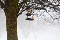 assorted_images-2008_54.jpg