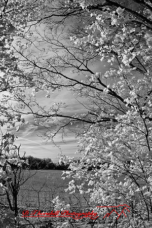 infrared_images-2012-022-nas