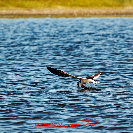 florida - 2022 - spring - 157_DxO